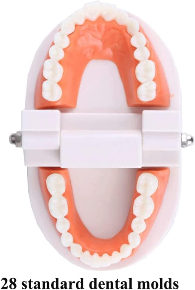 ליואונים איברים מתקדמים מודל מודל שיניים אוראלי מלמד מודל שיניים מודל אנטומיה מצב צחצוח שיניים הוראה עוזרים עוזרים מודל מודל מודל מודל