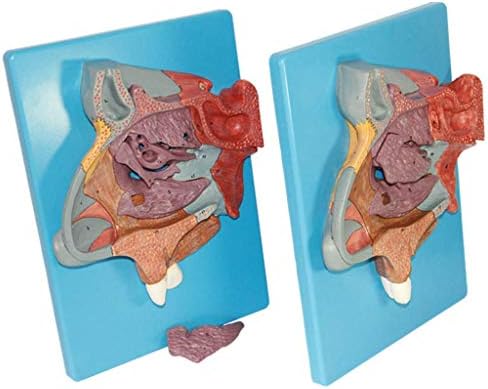 מודל ההוראה, מודל חלל האף האנטומי - טורבינציה בקיר הרוחבי של הגדלת חלל האף מודלים מדעי אנטומיה אנושיים - להוראה רפואית הכשרה כלי עזרה