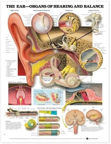 האוזן: איברים של שמיעה ואיזון תרשים אנטומי