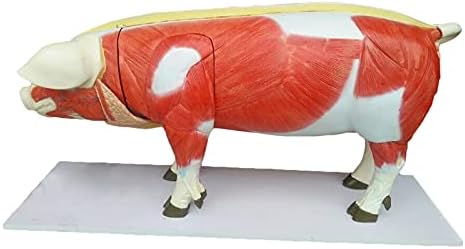 מודל Florso של חזיר KH66zky, העתק בגודל החיים אנטומיה רפואית מודל איבר חזיר אנטומי עם 17 חלקים נשלפים, כלי הדגמה בכיתה מדע