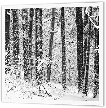 3DROSE HT_19945_3 שלג חורפי שלג שחור לבן תצלום של יער אורנים מישיגן כיסוי שלג - ברזל על העברת חום, 10 על 10 , לחומר לבן