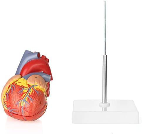Merinden מודל לב אנושי לאנטומיה, מודל לב עובד, מודל לב של גוף האדם עם מגנטים על בסיס, גודל חיים דו-חלקי מדויק מדויק ממוספר למודלים רפואיים