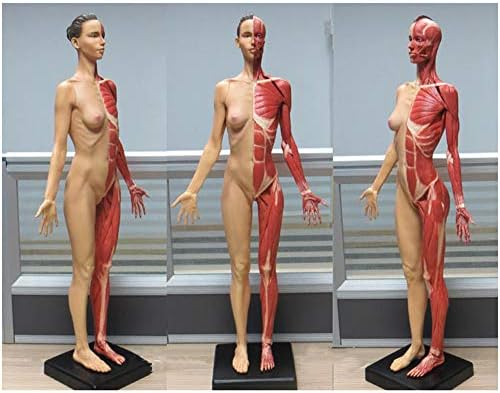 5 יחידות אנטומיה דמות - שלד שרירים אנושיים מודל אנטומי בובה ציור דמויות מודל עצם שריר אנושי עבור אמנים רפואיים המחקר