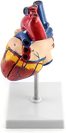 Qwork מודל לב אנושי, מודל לב עם דו-חלקים מדויקים דו-חלקים עם דו-חלקים עם 34 מבנים אנטומיים, המוחזקים יחד עם מגנטים בבסיס